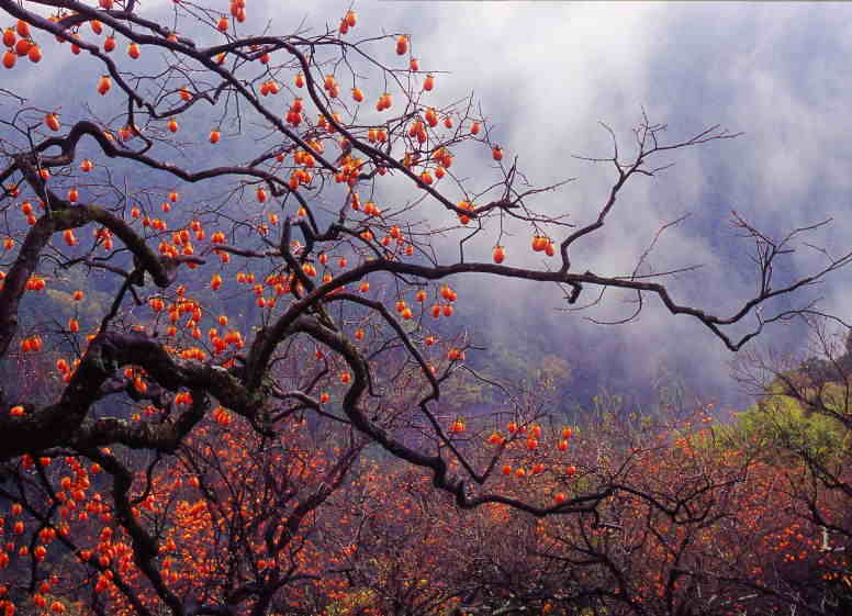 【激安大阪】柿の木のある風景 自然、風景画