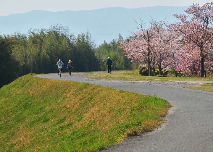 城陽桜巡り 風景写真 散歩